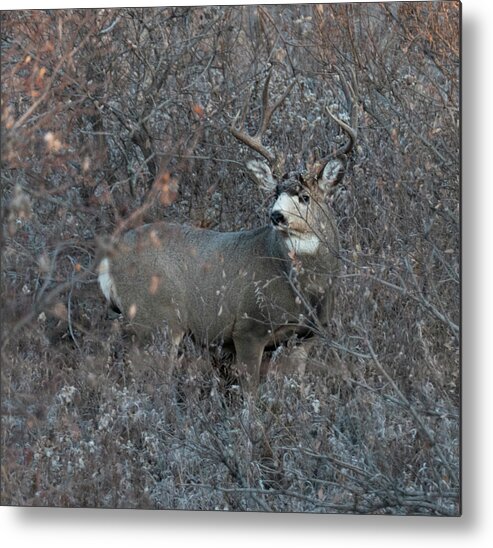 Buck Metal Print featuring the photograph Buck Mule Deer In Camouflage by Phil And Karen Rispin