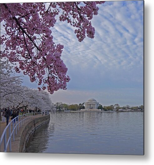 Cherry Blossom Metal Print featuring the photograph Cherry Blossom Washington D.C. by Yvonne Jasinski