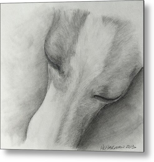 Italian Greyhound Metal Print featuring the drawing Comfy by Heather E Harman
