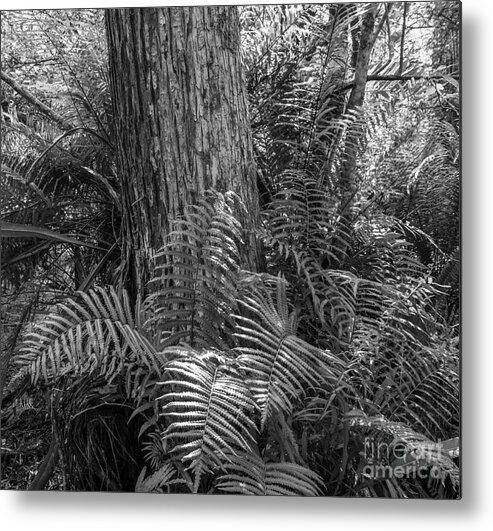 Bald Cypress Metal Print featuring the photograph Corkscrew Swamp Ferns and Cypress by L Bosco