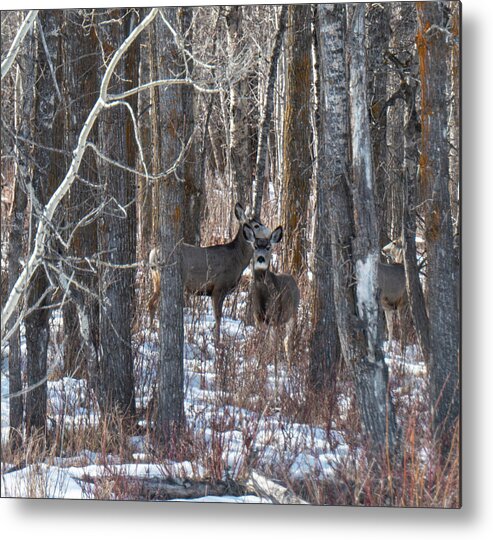 Deer Metal Print featuring the photograph Deer In Winter Woods by Phil And Karen Rispin