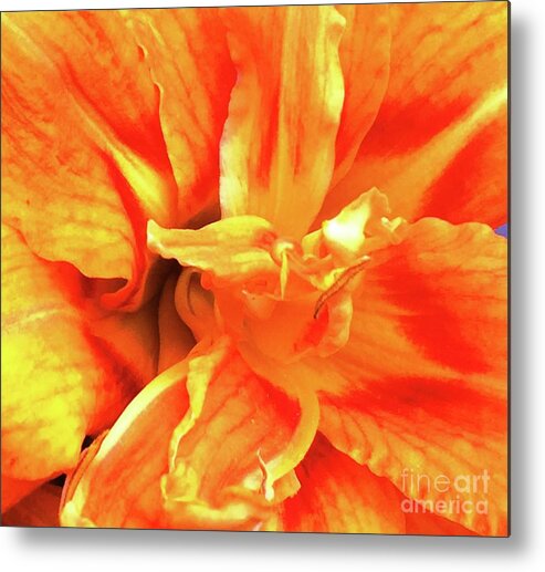 Plant Metal Print featuring the photograph Double Orange Daylily by Catherine Ludwig Donleycott