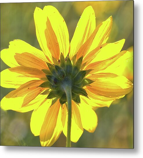 Sunflower Metal Print featuring the photograph Facing the sun by Bob Falcone