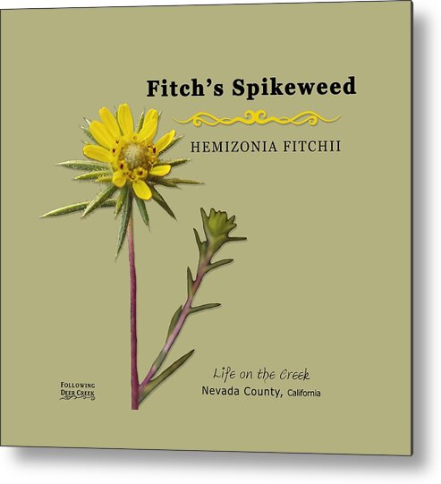 Fitch's Spikeweed Metal Print featuring the digital art Fitch's Spikeweed Hemizonia Fitchi by Lisa Redfern