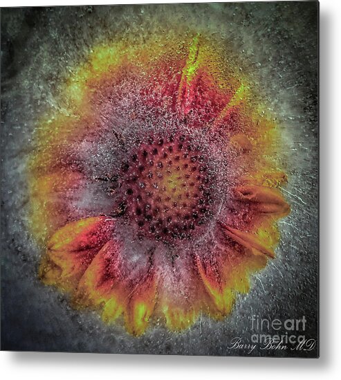 Nature Metal Print featuring the photograph Gaillardia frozen by Barry Bohn