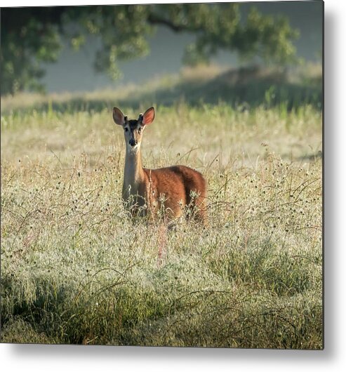 Whitetail Deer Metal Print featuring the photograph Good Morning, Human by Lee Manns