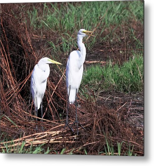 Animal Wildlife Metal Print featuring the photograph Great Egret's by Dennis Boyd