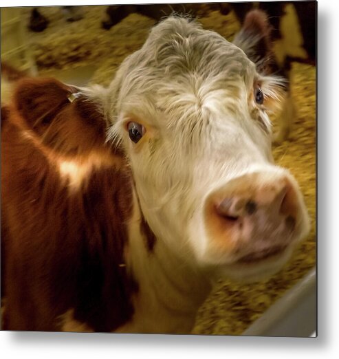 Hereford Metal Print featuring the photograph Hereford Heifer by Joyce Wasser