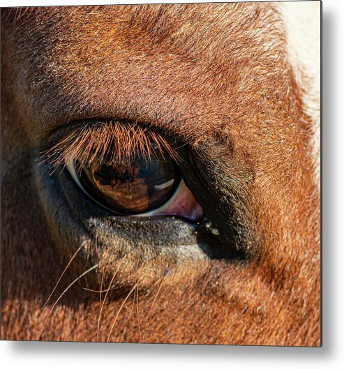 Horse Metal Print featuring the photograph Horse Eye Close Up by Phil And Karen Rispin
