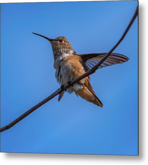 Birds Metal Print featuring the photograph Hummingbird series 1 by Bruce Pritchett