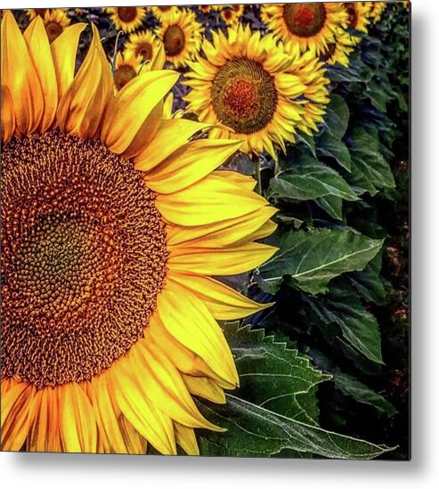 Iphonography Metal Print featuring the photograph Iphonography Sunflower 3 by Julie Powell