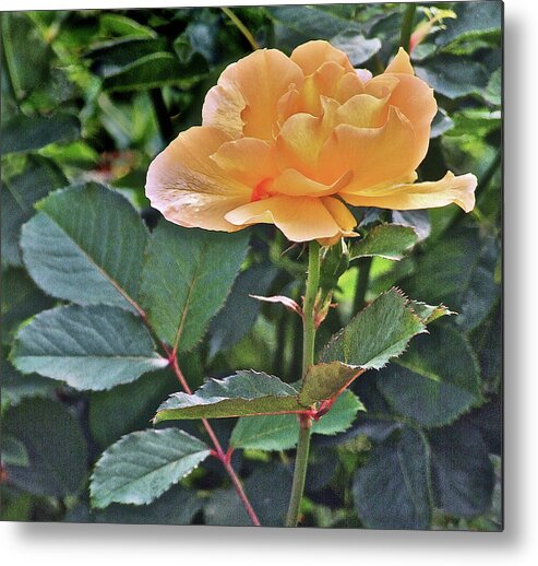 Rose Metal Print featuring the photograph Late Summer Yellow Rose by Janis Senungetuk