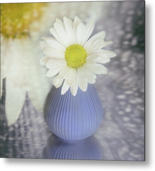Daisy May Metal Print featuring the photograph One Daisy May by Sylvia Goldkranz