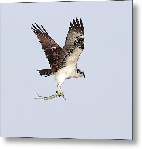 Osprey Metal Print featuring the photograph Osprey with a Needle Fish 3 by Mingming Jiang