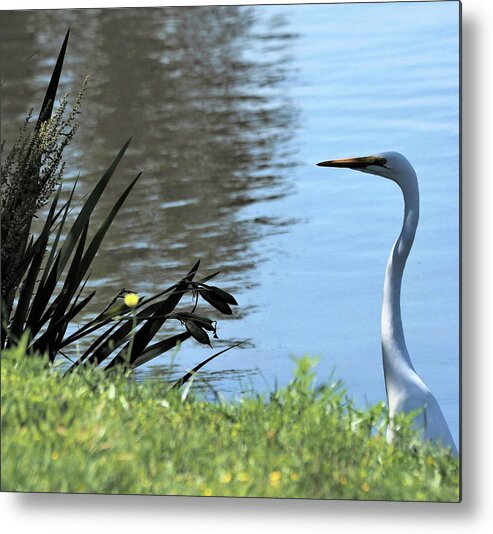 White Metal Print featuring the photograph Patience 5 by C Winslow Shafer