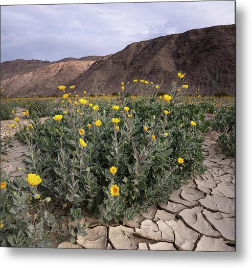 San Diego Metal Print featuring the photograph Plain of Desert Sunflowers at Anza Borrego by William Dunigan