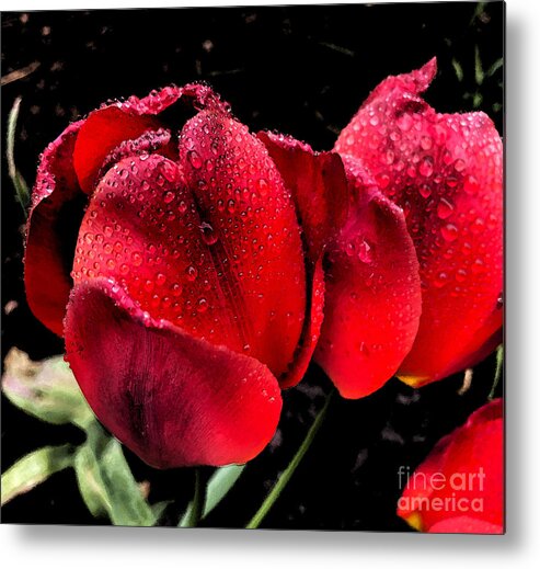 Tulips Metal Print featuring the photograph Raindrops on Tulips by Jeanette French