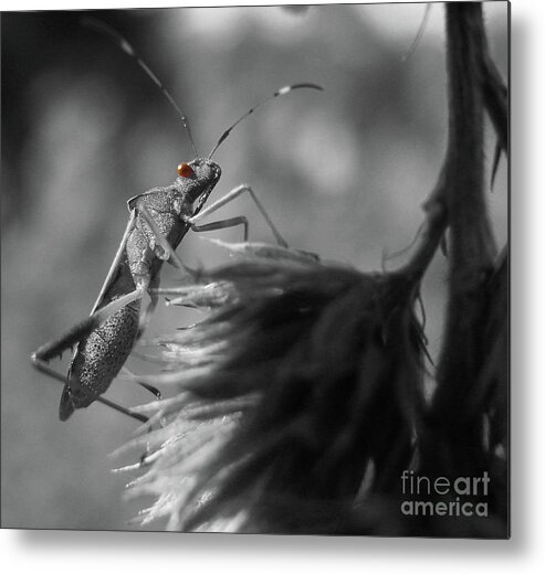 Insect Metal Print featuring the photograph Red Eye by Martha Ayotte