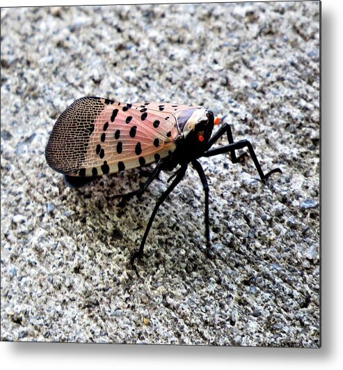 Insects Metal Print featuring the photograph Red Spotted Lanternfly Closeup by Linda Stern