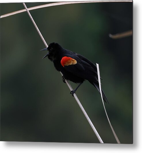 Black Bird Metal Print featuring the photograph Red-wing Black Bird by Mingming Jiang