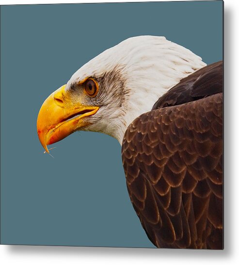 Eagle Metal Print featuring the photograph Salmon Breakfast on His Beak by Judy Cuddehe