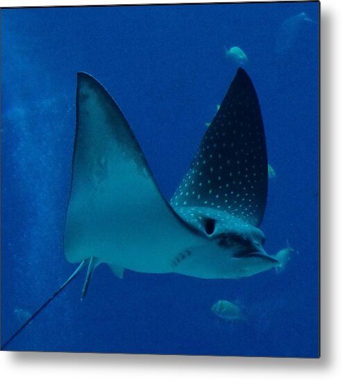 Fish. Stingray Metal Print featuring the photograph Stingray by Bess Carter