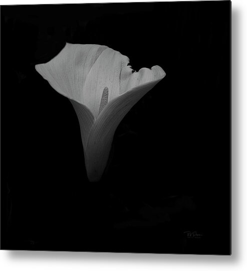 Fineart Metal Print featuring the photograph Study in Form Lily by Bill Posner