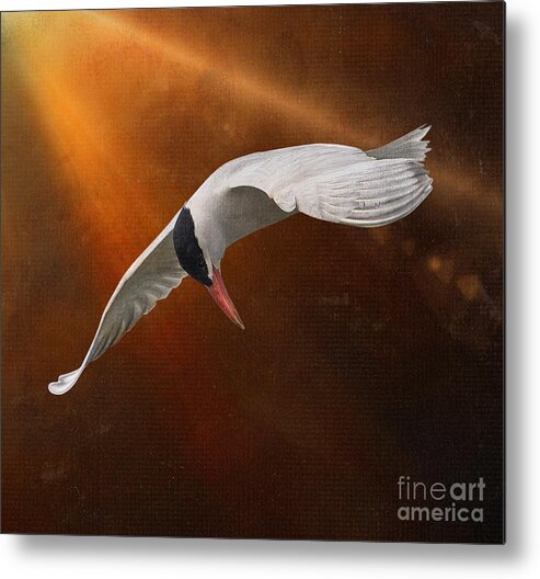 Caspian Tern Metal Print featuring the photograph Terned Into Art by Sandra Rust