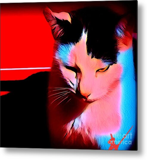 Kitty Metal Print featuring the photograph Tom by Rabiah Seminole