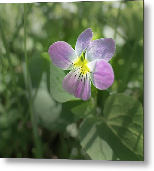 Violet Metal Print featuring the photograph Violet In The Woods by Phil And Karen Rispin