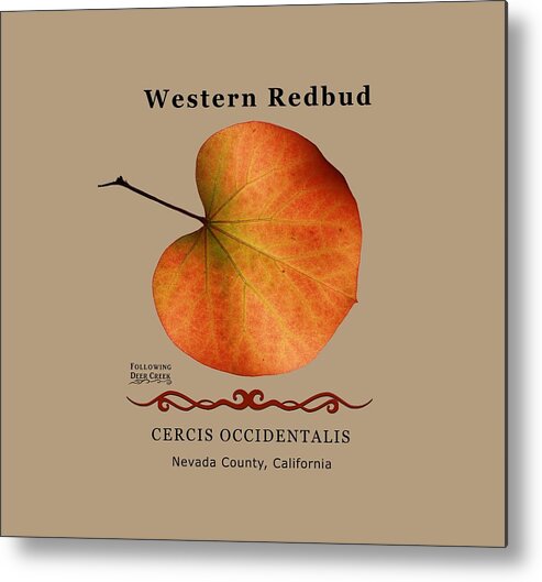 Western Redbud Metal Print featuring the digital art Western Redbud Cercis occidentalis by Lisa Redfern