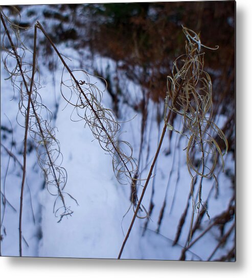 Rosebay Willowherb Metal Print featuring the photograph Winter of Fireweed by Elena Perelman