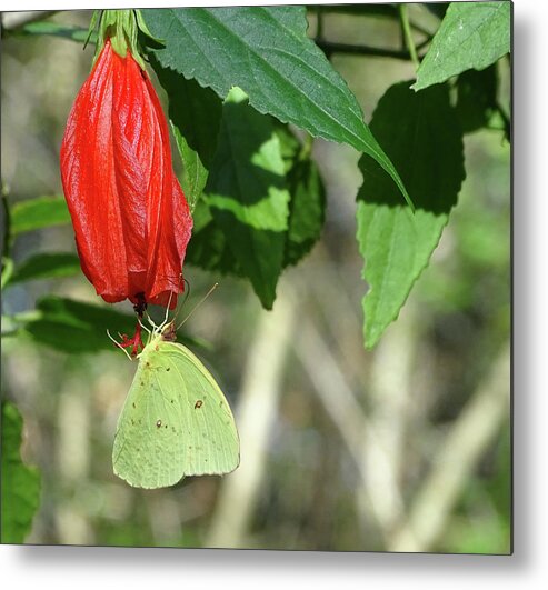 Yellow Metal Print featuring the photograph Yellow Butterfly on Red Flower by Teresamarie Yawn