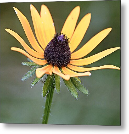 Pollen Metal Print featuring the photograph black eyed Susan #1 by Scott Staley