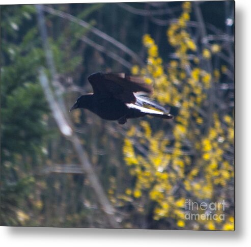 Outdoor Metal Print featuring the photograph Crow in Flight #1 by M J