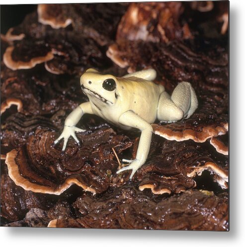Amphibia Metal Print featuring the photograph Golden Poison Dart Frog #1 by Steve Cooper