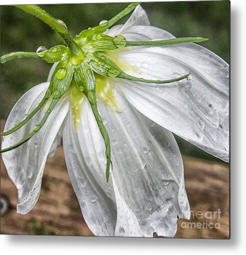 Macro Metal Print featuring the photograph Got Ya #1 by Barry Weiss