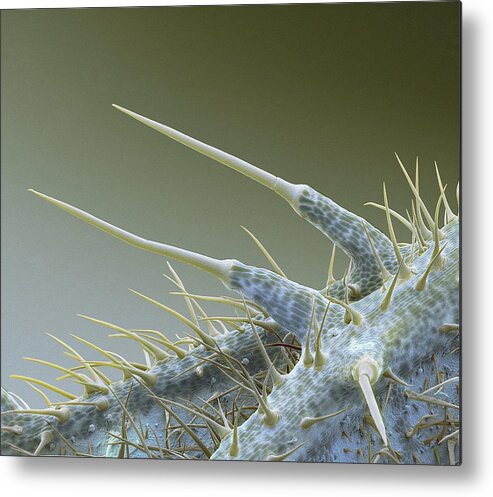 Stinging Nettle Metal Print featuring the photograph Stinging Nettle Leaf #1 by Steve Gschmeissner