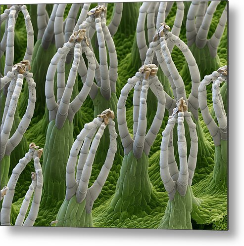 Salvinia Natans Metal Print featuring the photograph Water Fern, Salvinia Natans, Sem #1 by Eye of Science