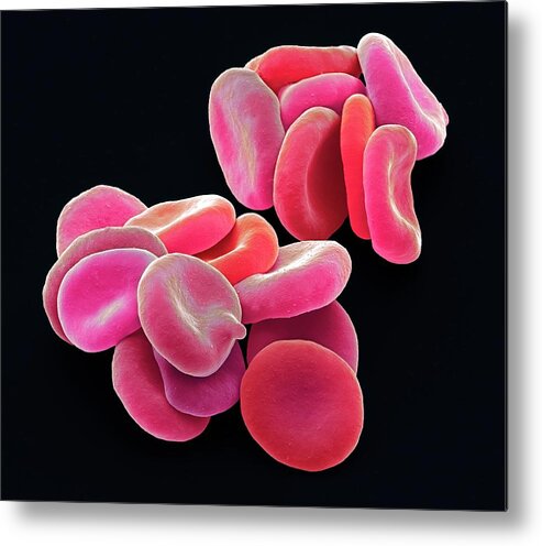 3 Dimensional Metal Print featuring the photograph Red Blood Cells #10 by Steve Gschmeissner