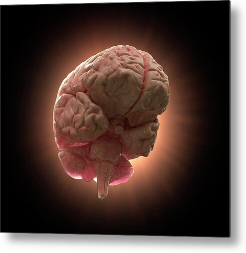 Anatomy Metal Print featuring the photograph Human Brain #11 by Andrzej Wojcicki/science Photo Library