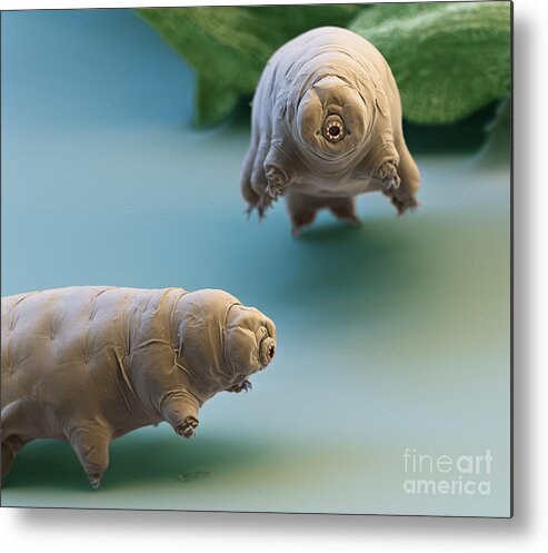 Paramacrobiotus Fairbanki Metal Print featuring the photograph Water Bear by Eye of Science and Science Source