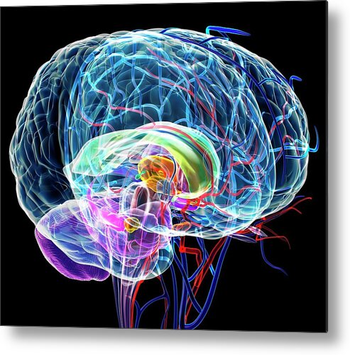 Anatomical Metal Print featuring the photograph Brain Anatomy #2 by Roger Harris