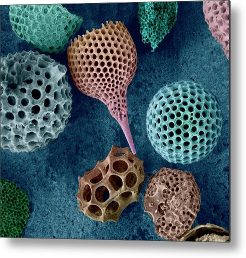 Aquatic Metal Print featuring the photograph Radiolarian Tests #2 by Dennis Kunkel Microscopy/science Photo Library