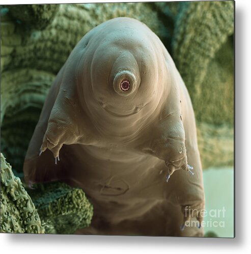 Macrobiotus Sapiens Metal Print featuring the photograph Water Bear Or Tardigrade #3 by Eye of Science