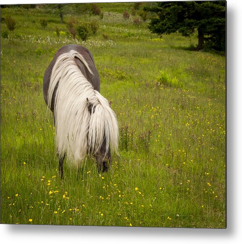 Appalachian Trail Metal Print featuring the photograph Wild Horses by Joye Ardyn Durham