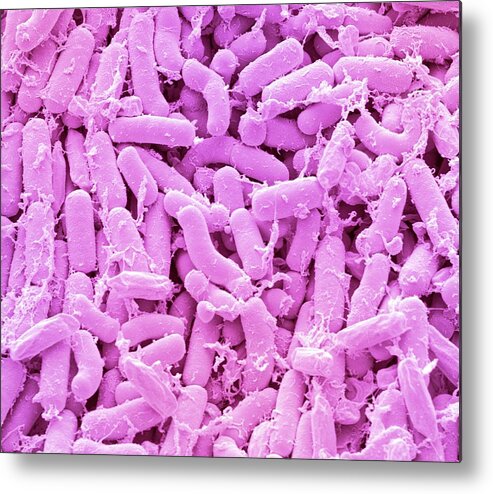 Bacteria Metal Print featuring the photograph Breast Milk Bacteria #6 by Steve Gschmeissner/science Photo Library