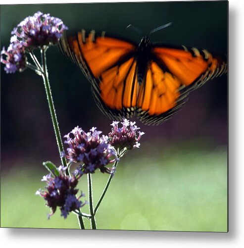 Butterfly Metal Print featuring the photograph Butterfly #6 by Yue Wang