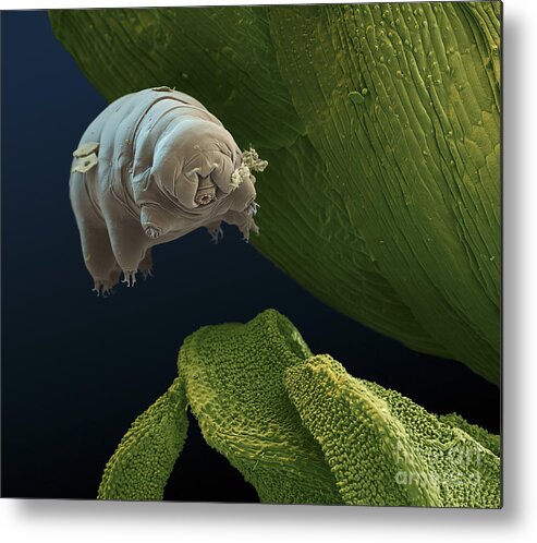 Paramacrobiotus Kenianus Metal Print featuring the photograph Water Bear #8 by Eye of Science and Science Source