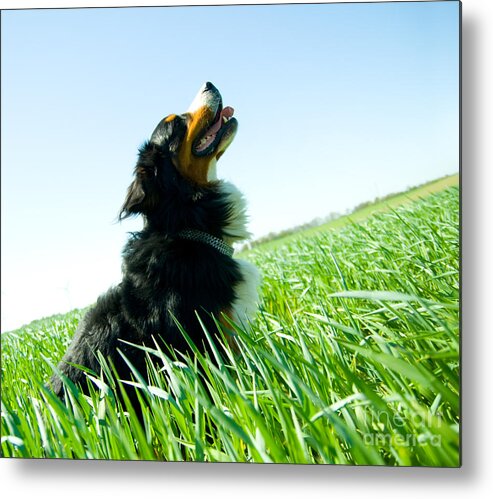 Adorable Metal Print featuring the photograph A cute dog on the field by Michal Bednarek